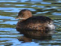 Grebe2.jpg