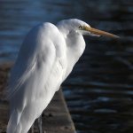 Egret12.jpg