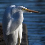 Egret8.jpg