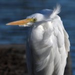 Egret4.jpg