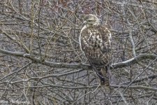 20210117untitled-RD5_5891- Redtail Hawk.jpg