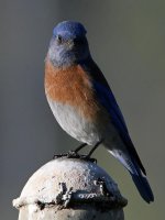 Bluebird2.jpg