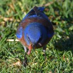 Bluebird11.jpg