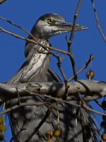 BlueHeron2.jpg