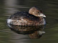 Grebe3.jpg