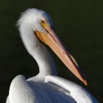 Pelican8.jpg