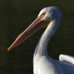 Pelican3.jpg