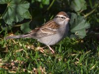 Sparrow.jpg