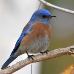 Bluebird2.jpg