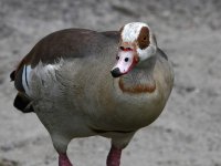 Goose.jpg