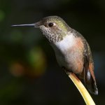 Hummer3.jpg