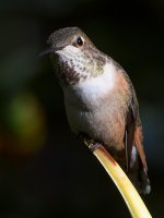 Hummer2.jpg