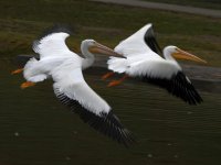Pelican.jpg