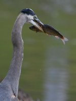 BlueHeron3.jpg
