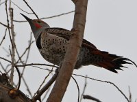 Flicker4.jpg