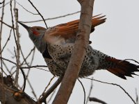 Flicker5.jpg