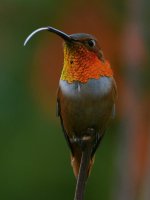 Hummer4.jpg