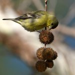 Goldfinch.jpg