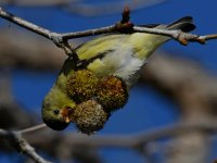 Goldfinch5.jpg