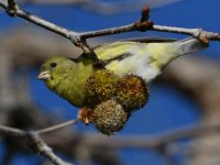 Goldfinch6.jpg