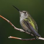 Hummer29.jpg