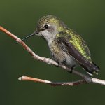 Hummer30.jpg