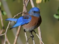 Bluebird.jpg