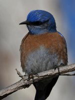 Bluebird3.jpg