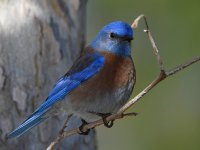 Bluebird6.jpg