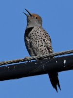 Flicker.jpg