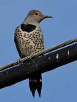 Flicker3.jpg