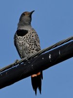 Flicker8.jpg