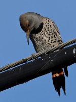Flicker5.jpg