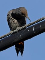 Flicker10.jpg