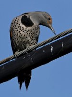 Flicker11.jpg