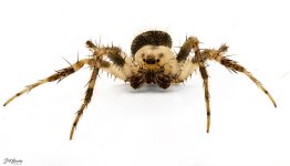 Unk Spider.jpg