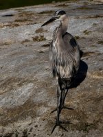 BlueHeron.jpg