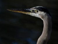 BlueHeron3.jpg