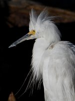 Egret2.jpg