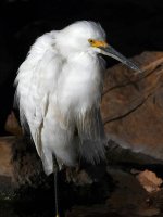 Egret3.jpg