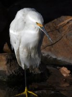 Egret4.jpg