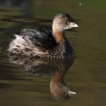 Grebe.jpg