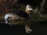 Grebe4.jpg