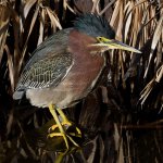 GreenHeron6.jpg