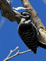 Woodpecker.jpg