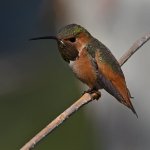 Hummer7.jpg
