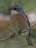 Bluebird6.jpg