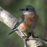 Bluebird10.jpg
