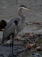 BlueHeron2.jpg