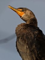 Cormorant2.jpg